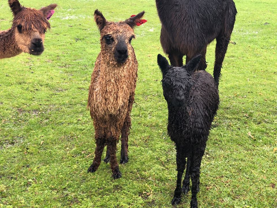 Alpacas coming to Nature’s Atelier